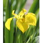 Yellow Iris (iris pseudacorus)