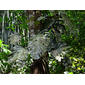 Huge Monstera